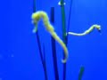 Caballitos de mar (Palma Aquarium, Mallorca) Caballitos de mar (Palma Aquarium, Mallorca)