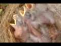 'Crazy' Singing Birds