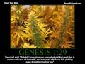 420 Joint Smokers Anthem - W/Lyrics Original