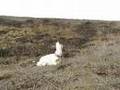 videos de .17 hmr Vs clay rabbit