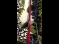 Jai and Beau on the roller coaster