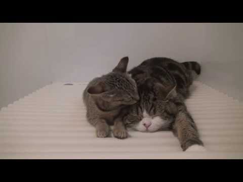 maru - While I take a bath, Maru and Hana are relaxed on the cover of bathtub.
