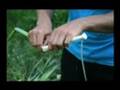 Stalking Wild Greens: The Cattail