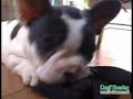 Filhote Buldogue Francês Filhote Buldogue Francês