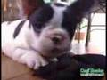 Filhote Buldogue Francês