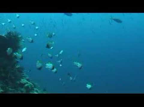Diving at Gaba Gaba, Port Moresby, ...