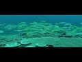 Diving at Gaba Gaba, Port Moresby, Papua New Guinea