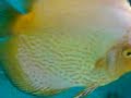 Discus with eggs