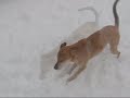 Let it Snow