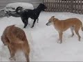 Let it Snow