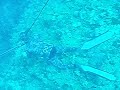 pesca en la Parguera 1