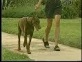 take-control-dog-leash.html