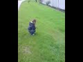 Harris Rollie Poliie