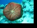 I Fondali delle MALDIVE