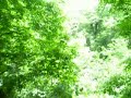 Ziplining in Hocking Hills, Ohio