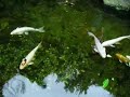 Trebah Gardens Carp