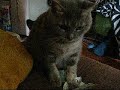 Money Hoarding Nermal... Money Hoarding Nermal...