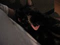 Peapod and her Pacifier, Part 1