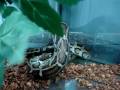 Hermosa Pitón Molurus Bivittatus cenando