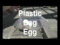 Egg-Zone