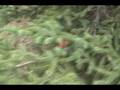 videos de How to ID Picea glauca