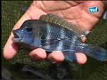Galeri Aqua - African Cichlid (1/3)