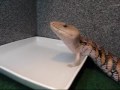 Blue Tongue Skink \"Ping\" Drinking Water Blue Tongue Skink \"Ping\" Drinking Water