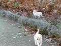 videos de Bink, Chesto, Donja, Fellow en Mees stoeien in de voortuin