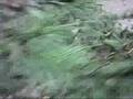 Hurricane Ike: Conroe, Texas