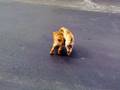 Cute Sharpei Puppies Fight!!