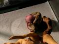 Red tailed boa eats rat pinkie.