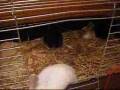 Curley Sues Babys im Kaninchen Zimmer
