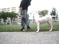 Dogo  Argentino, Tupá Romero