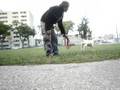 Dogo Argentino video