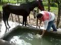 Bañando a Cariñoso! ``El Afeitao``