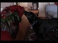 pauline-viardot-hai-luli.html