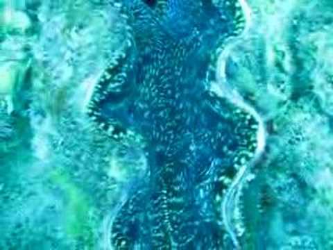 Giant Clam