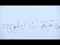 2.0-pullinangal Song