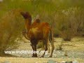 For more information on this video click - www.indiavideo.org