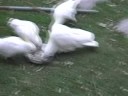 Sulphur-crested Cockatoos October 2008 Sulphur-crested Cockatoos October 2008