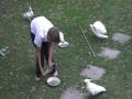 videos de Sulphur-crested Cockatoos October 2008