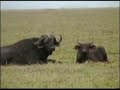 TANZANIA SAFARI NGORONGORO SERENGETI MANYARA TARANGIRE 2