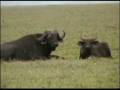 TANZANIA SAFARI NGORONGORO SERENGETI MANYARA TARANGIRE 2