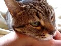 CAT-BITE-NAILS
