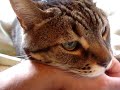 CAT-BITE-NAILS