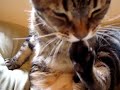 CAT-BITE-NAILS