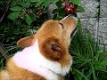 Click here to watch this video トムヤンジューンベリー狩り.wmv