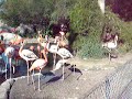 Pink Flamingos Pink Flamingos