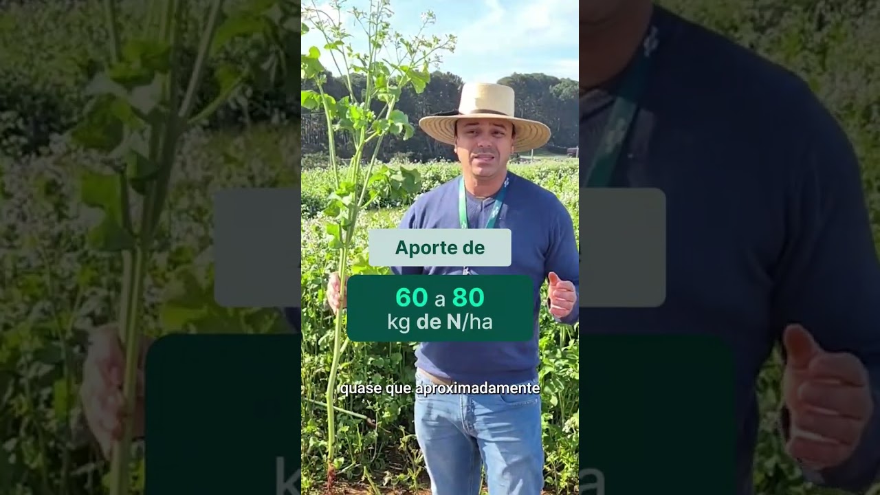 Como o nabo forrageiro reduz os custos no trigo