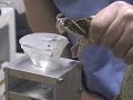 Russell viper venom extraction at KRZ